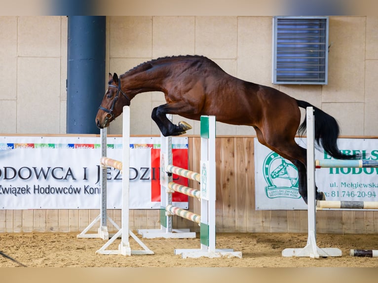 Anglo-Arabo Stallone 5 Anni 166 cm Baio in Sitno