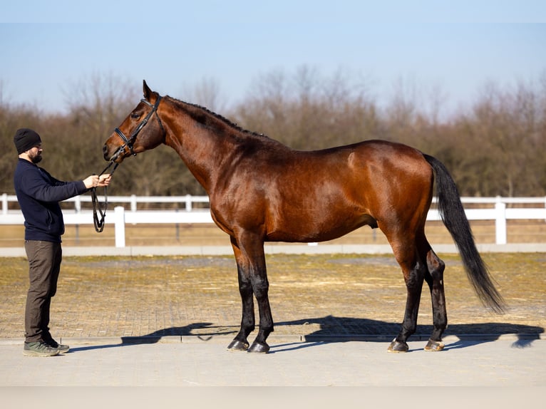 Anglo-Arabo Stallone 5 Anni 166 cm Baio in Sitno