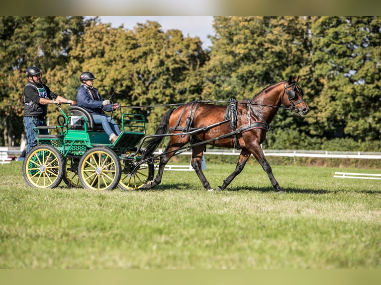 Anglo-Arabo Stallone 5 Anni 166 cm Baio in Sitno