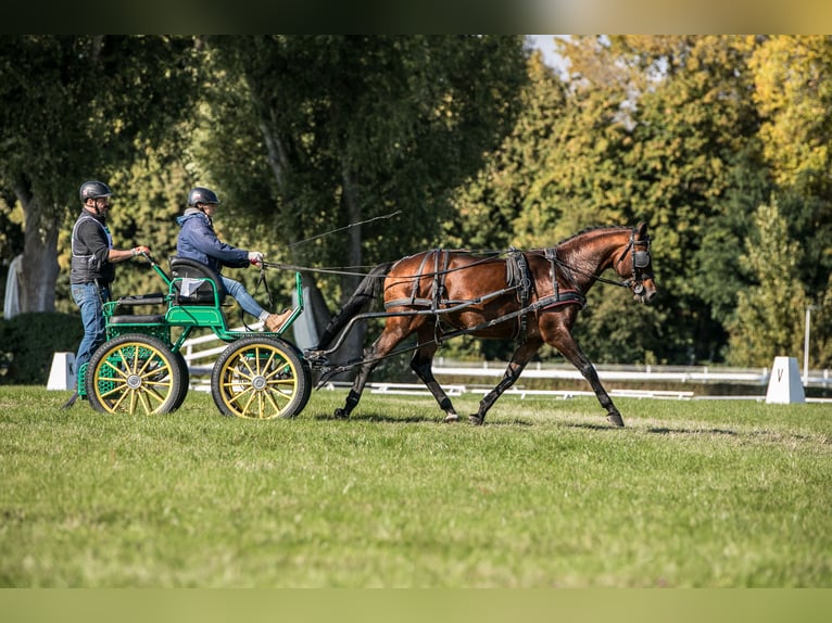 Anglo-Arabo Stallone 5 Anni 166 cm Baio in Sitno