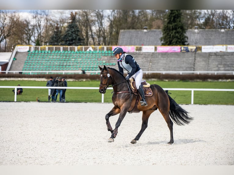 Anglo-Arabo Stallone 6 Anni 164 cm Baio scuro in Sitno