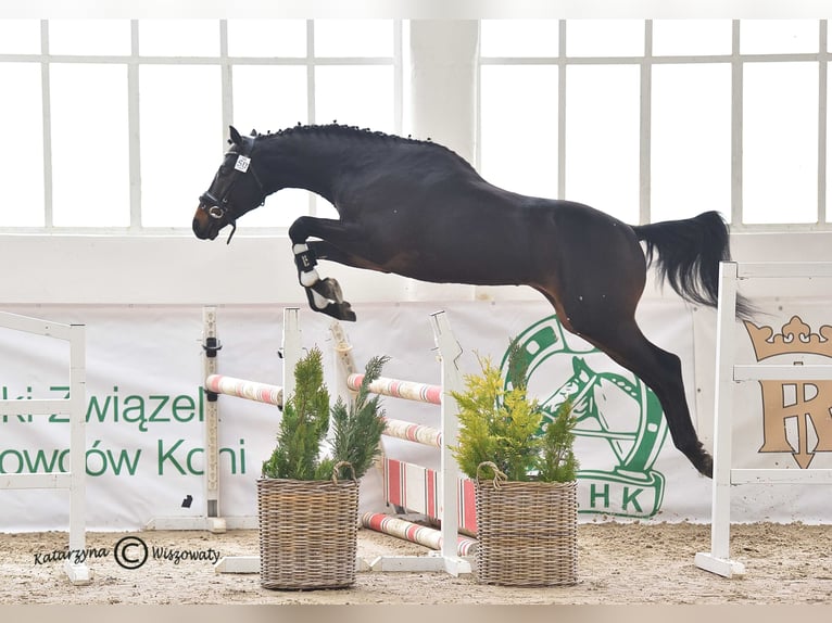 Anglo-Arabo Stallone 6 Anni 164 cm Baio scuro in Sitno