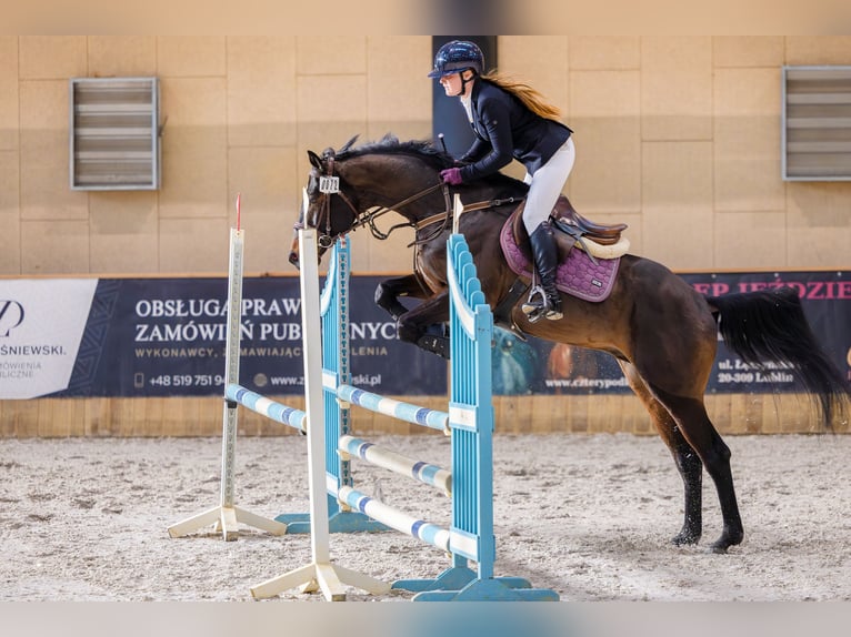 Anglo-Arabo Stallone 6 Anni 164 cm Baio scuro in Sitno