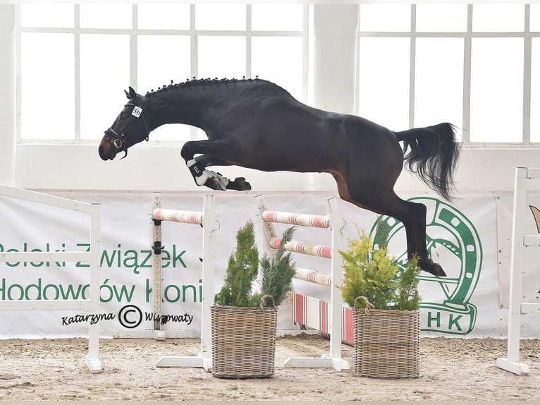 Anglo-Arabo Stallone 6 Anni 164 cm Baio scuro in Sitno