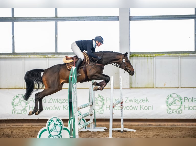 Anglo-Arabo Stallone 6 Anni 164 cm Baio scuro in Sitno