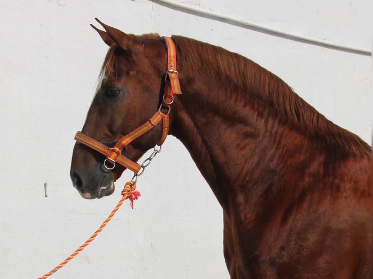 Anglo-Arabo Stallone 6 Anni 168 cm Sauro in Vejer de la Frontera