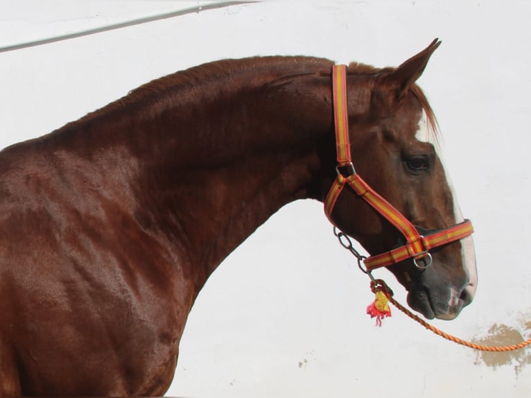 Anglo-Arabo Stallone 6 Anni 168 cm Sauro in Vejer de la Frontera