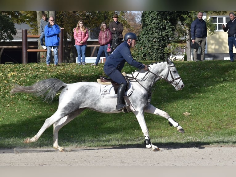 Anglo-Arabo Stallone Pezzato in Bad Oldesloe