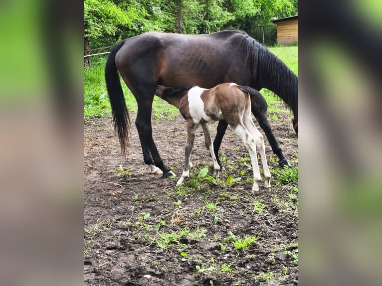 Anglo-Arabo Stallone Puledri (04/2026) 158 cm Tobiano-tutti i colori in Verrières-en-Anjou