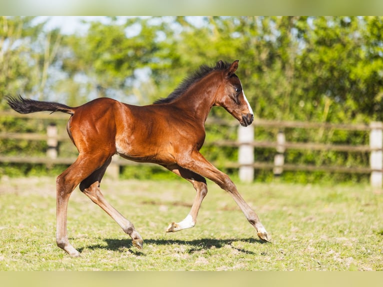 Anglo-Arabo Stallone Puledri (03/2026) Baio in Le Merlerault