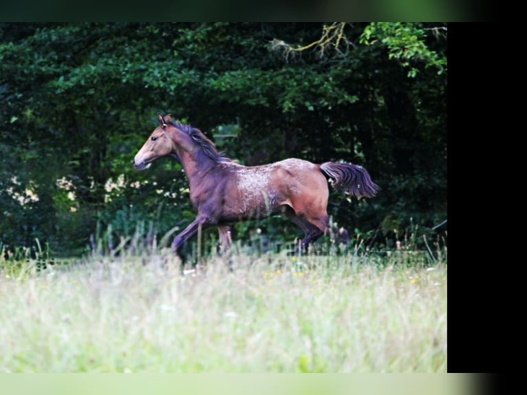 Anglo-Arabo Stallone Puledri
 (03/2024) in Lüdersdorf