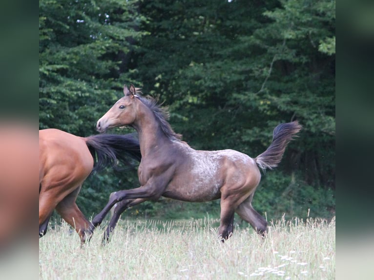 Anglo-Arabo Stallone Puledri
 (03/2024) in Lüdersdorf