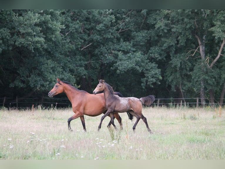 Anglo-Arabo Stallone Puledri
 (03/2024) in Lüdersdorf