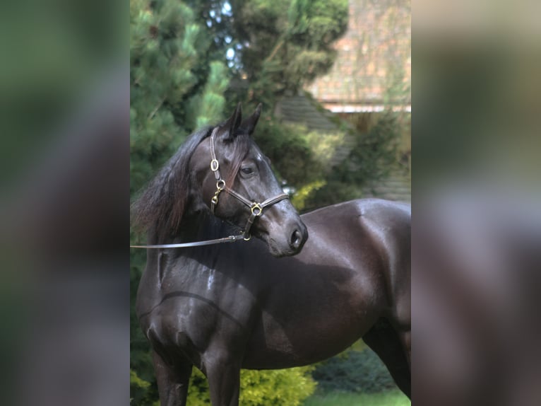 Anglo-Arabo Stute 10 Jahre 165 cm Rappe in Santok