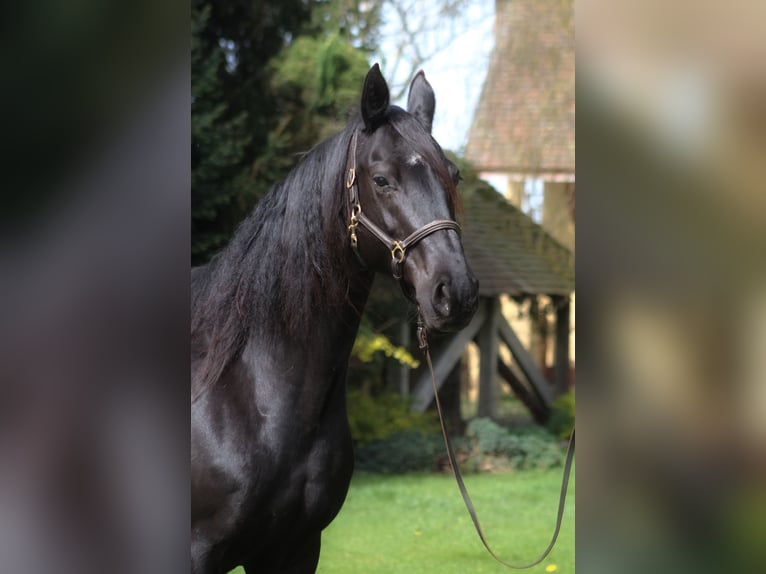 Anglo-Arabo Stute 10 Jahre 165 cm Rappe in Santok