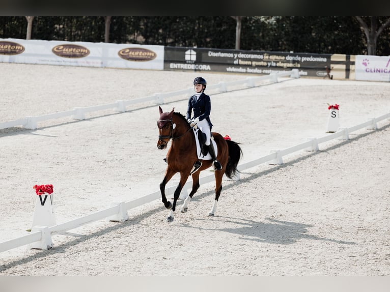 Anglo-Arabo Mix Stute 12 Jahre 158 cm Brauner in Rivas-Vaciamadrid