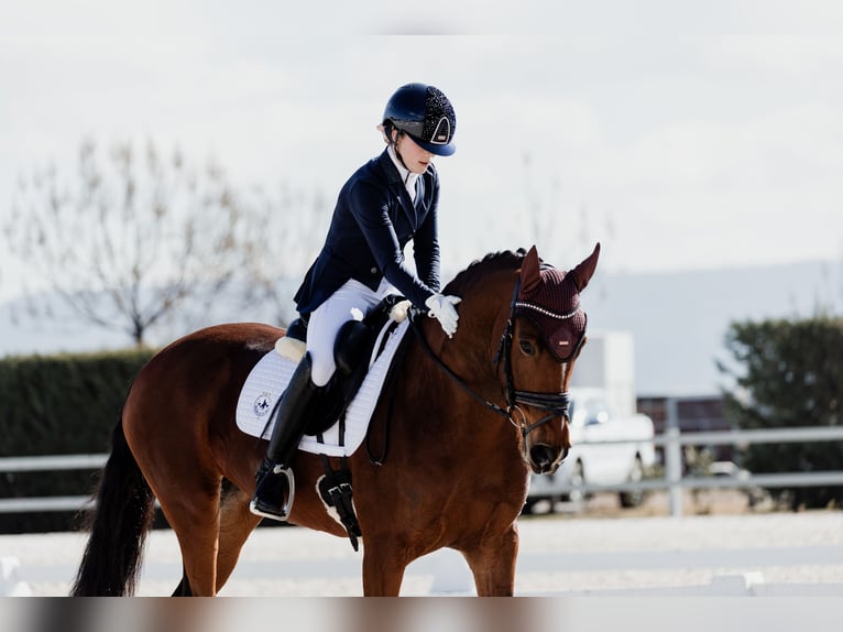 Anglo-Arabo Mix Stute 12 Jahre 158 cm Brauner in Rivas-Vaciamadrid