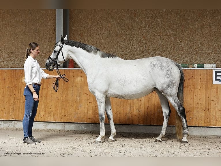 Anglo-Arabo Stute 12 Jahre 166 cm Schimmel in Bad Oldesloe