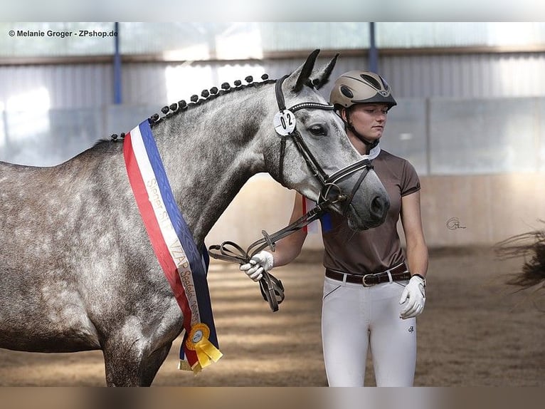 Anglo-Arabo Stute 12 Jahre 166 cm Schimmel in Bad Oldesloe
