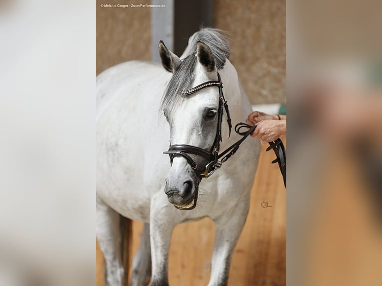 Anglo-Arabo Stute 12 Jahre 166 cm Schimmel in Bad Oldesloe