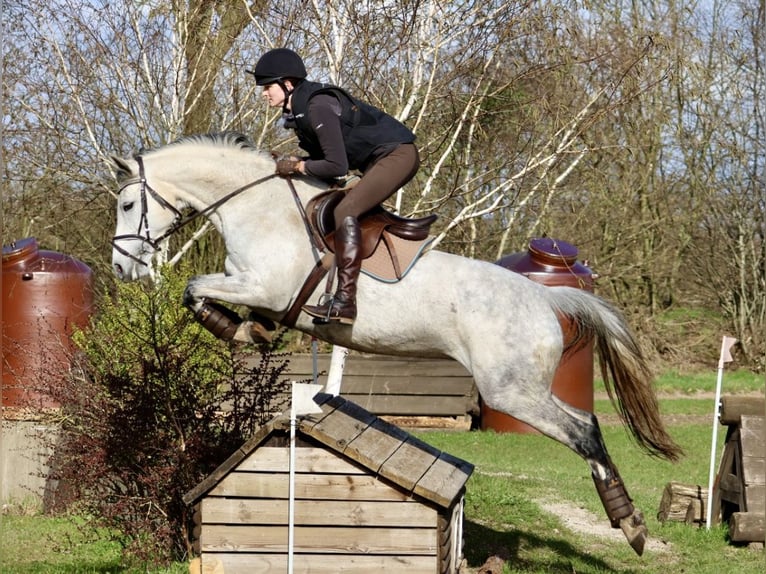 Anglo-Arabo Stute 12 Jahre 166 cm Schimmel in Bad Oldesloe