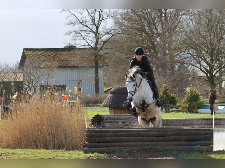 Anglo-Arabo Stute 12 Jahre 166 cm Schimmel in Bad Oldesloe