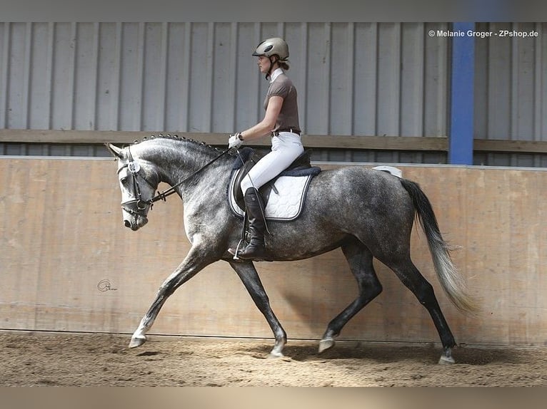 Anglo-Arabo Stute 12 Jahre 166 cm Schimmel in Bad Oldesloe