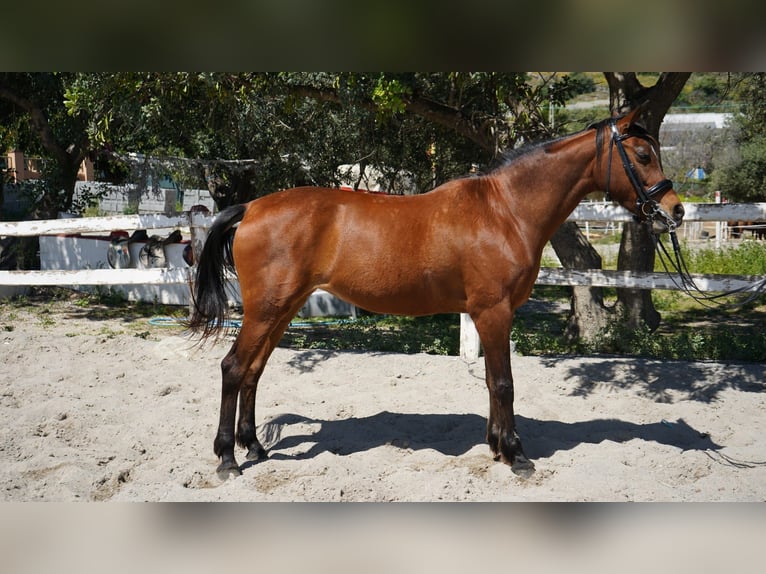 Anglo-Arabo Stute 13 Jahre 159 cm Brauner in Malaga