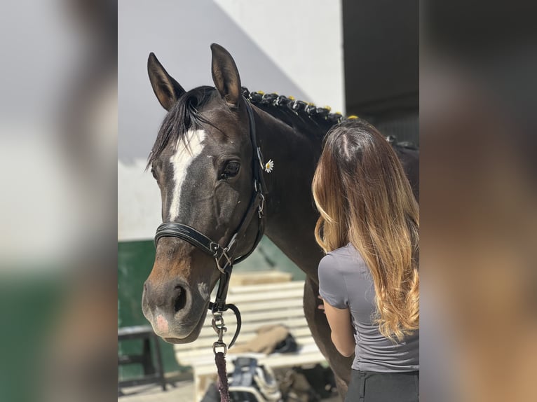 Anglo-Arabo Mix Stute 13 Jahre 165 cm Dunkelbrauner in Marbella