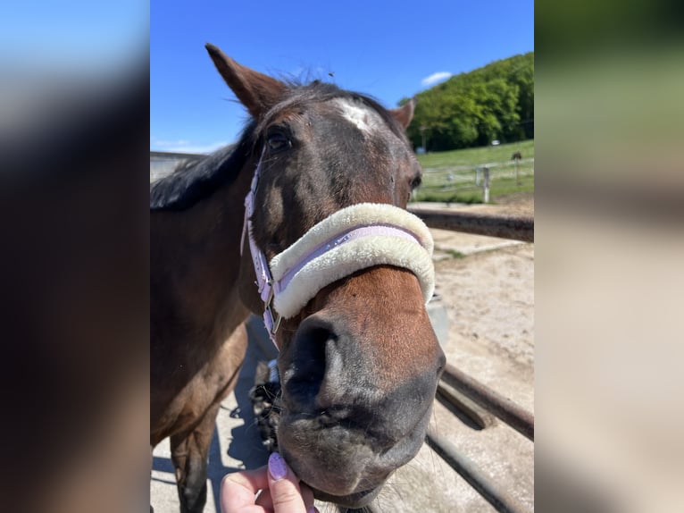 Anglo-Arabo Mix Stute 29 Jahre 153 cm Brauner in LöberschützSulza