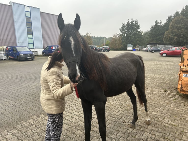 Anglo-Arabo Stute 3 Jahre 160 cm Rappe in Sonnefeld