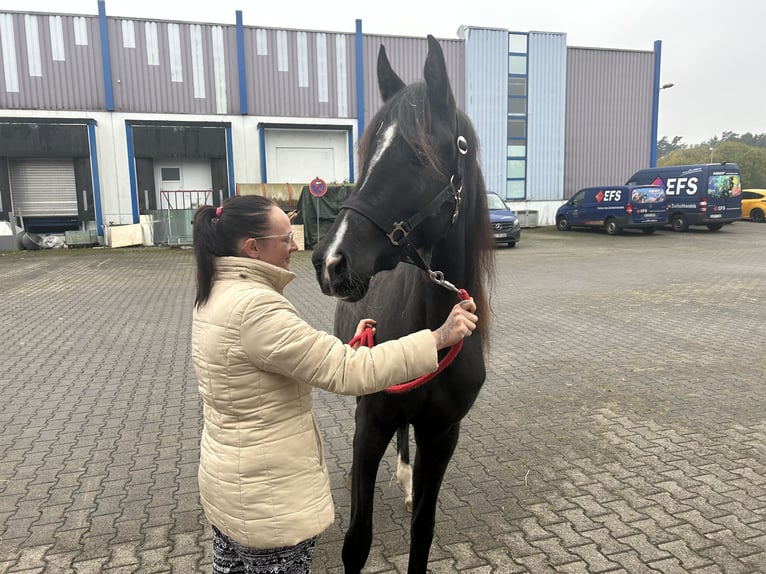 Anglo-Arabo Stute 3 Jahre 160 cm Rappe in Sonnefeld