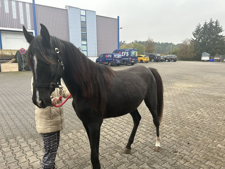 Anglo-Arabo Stute 3 Jahre 160 cm Rappe in Sonnefeld