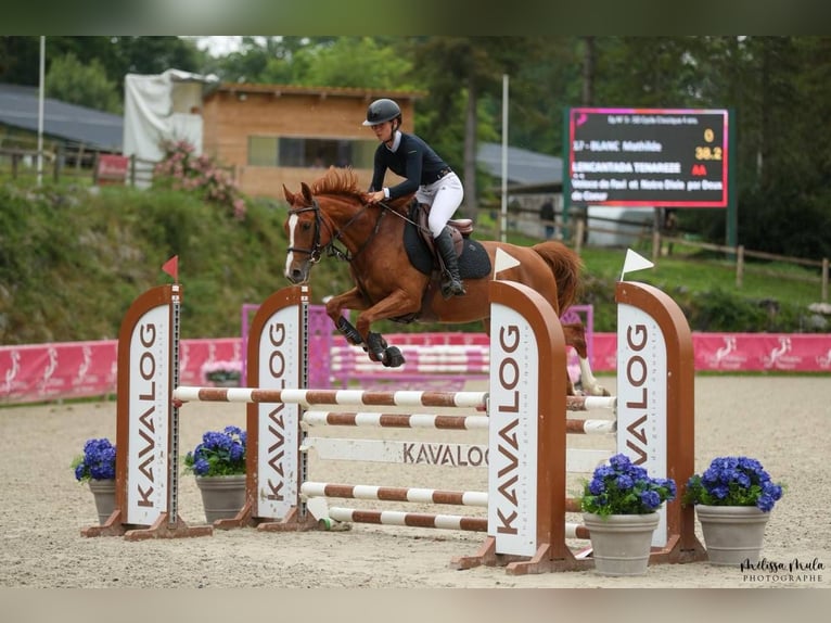 Anglo-Arabo Stute 4 Jahre 158 cm Fuchs in NERAC Anglo-Arabo Stute 4 Jahre 158 cm Fuchs in NERAC