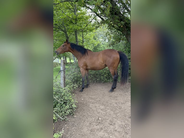 Anglo-Arabo Stute 4 Jahre 166 cm Dunkelbrauner in Ladines (Oviedo)