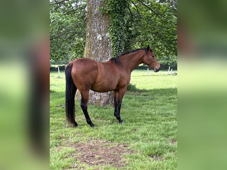 Anglo-Arabo Stute 4 Jahre 166 cm Dunkelbrauner in Ladines (Oviedo)