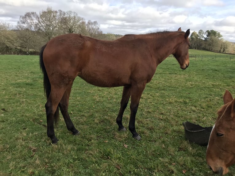 Anglo-Arabo Stute 4 Jahre 166 cm Dunkelbrauner in Ladines (Oviedo)