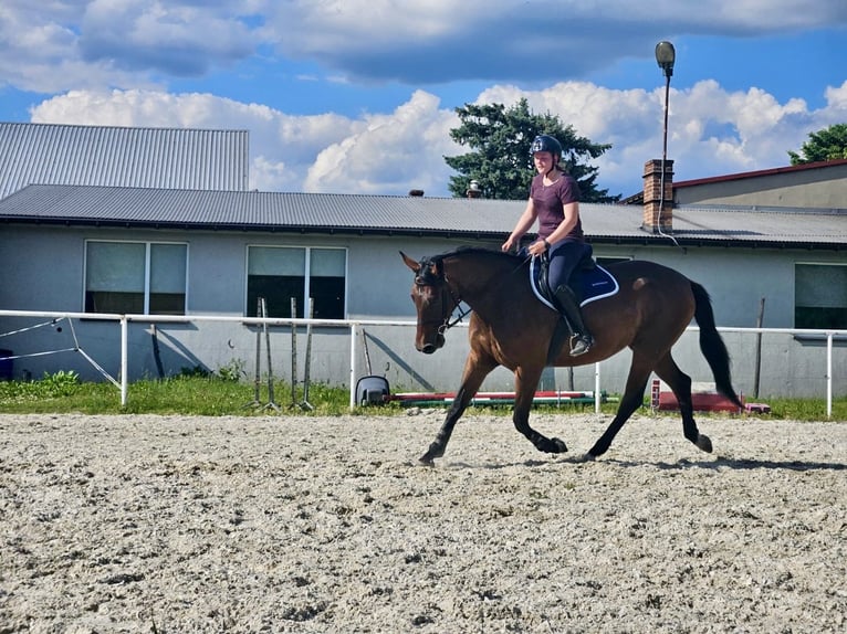 Anglo-Arabo Mix Stute 4 Jahre 170 cm Brauner in Czestochowa