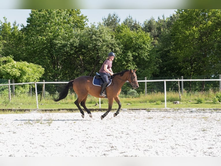 Anglo-Arabo Mix Stute 4 Jahre 170 cm Brauner in Czestochowa