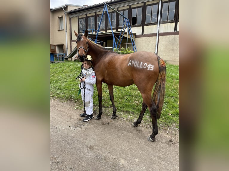 Anglo-Arabo Stute 5 Jahre 151 cm Brauner in Grimma
