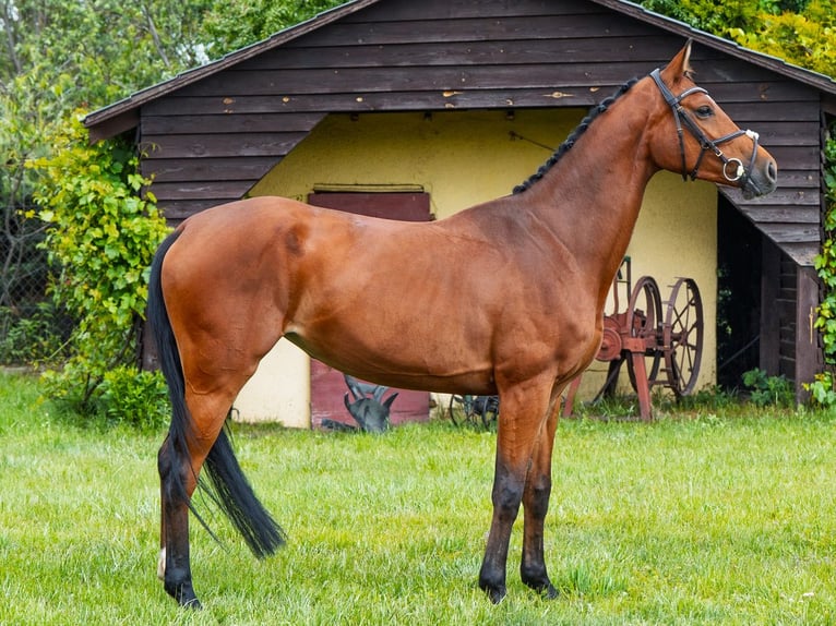 Anglo-Arabo Stute 5 Jahre 165 cm Brauner in Stryków