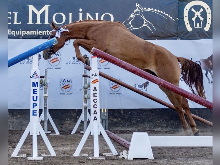 Anglo-Arabo Stute 5 Jahre 166 cm Fuchs in Jerez De La Frontera