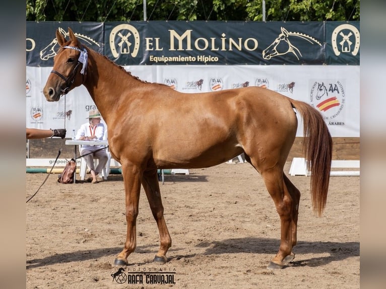 Anglo-Arabo Stute 5 Jahre 166 cm Fuchs in Jerez De La Frontera