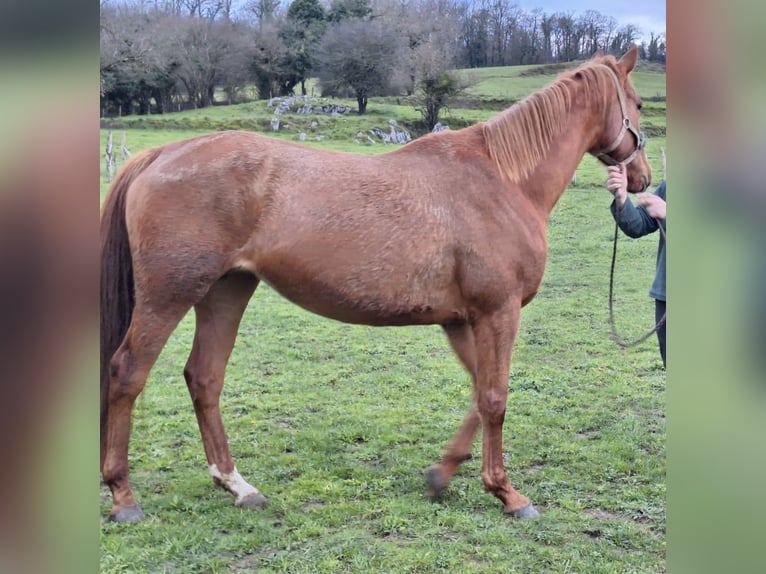 Anglo-Arabo Stute 5 Jahre 170 cm Fuchs in Ladines (Oviedo)