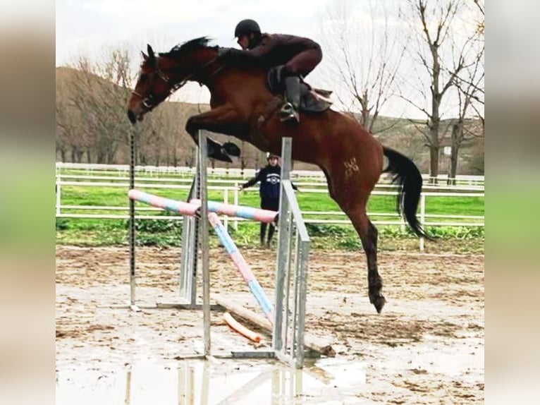 Anglo-Arabo Stute 5 Jahre 172 cm Brauner in Collado Villalba