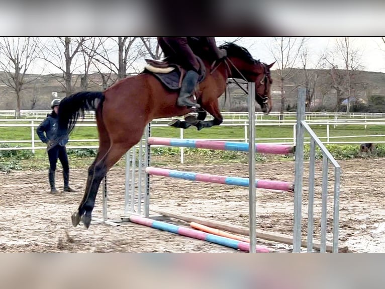 Anglo-Arabo Stute 5 Jahre 172 cm Brauner in Collado Villalba
