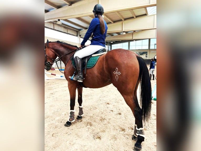 Anglo-Arabo Stute 5 Jahre 172 cm Brauner in Collado Villalba