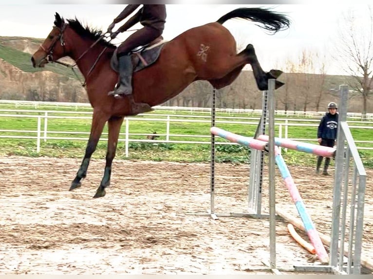 Anglo-Arabo Stute 5 Jahre 172 cm Brauner in Collado Villalba