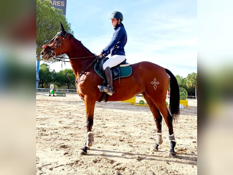 Anglo-Arabo Stute 5 Jahre 172 cm Brauner in Collado Villalba