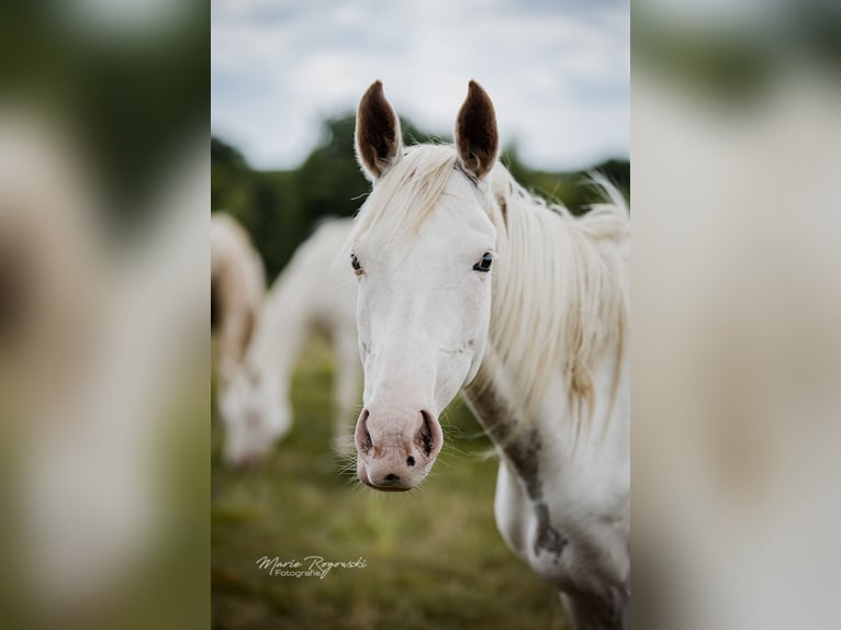 Anglo-Arabo Stute 6 Jahre 151 cm White in Beaumont-Pied-de-Buf